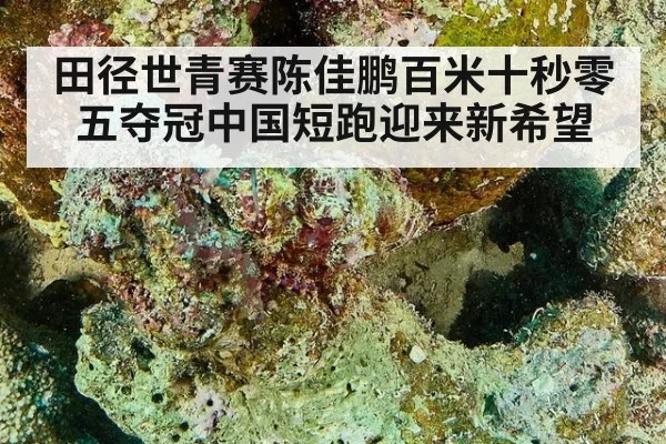 田径世青赛陈佳鹏百米十秒零五夺冠中国短跑迎来新希望